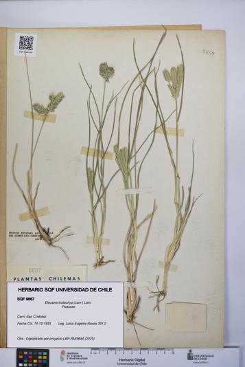 Eleusine tristachya [Espécimen: UCH:SQF:0009667]