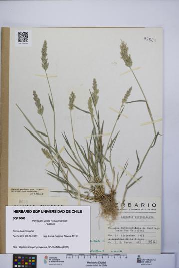 Polypogon viridis [Espécimen: UCH:SQF:0009668]