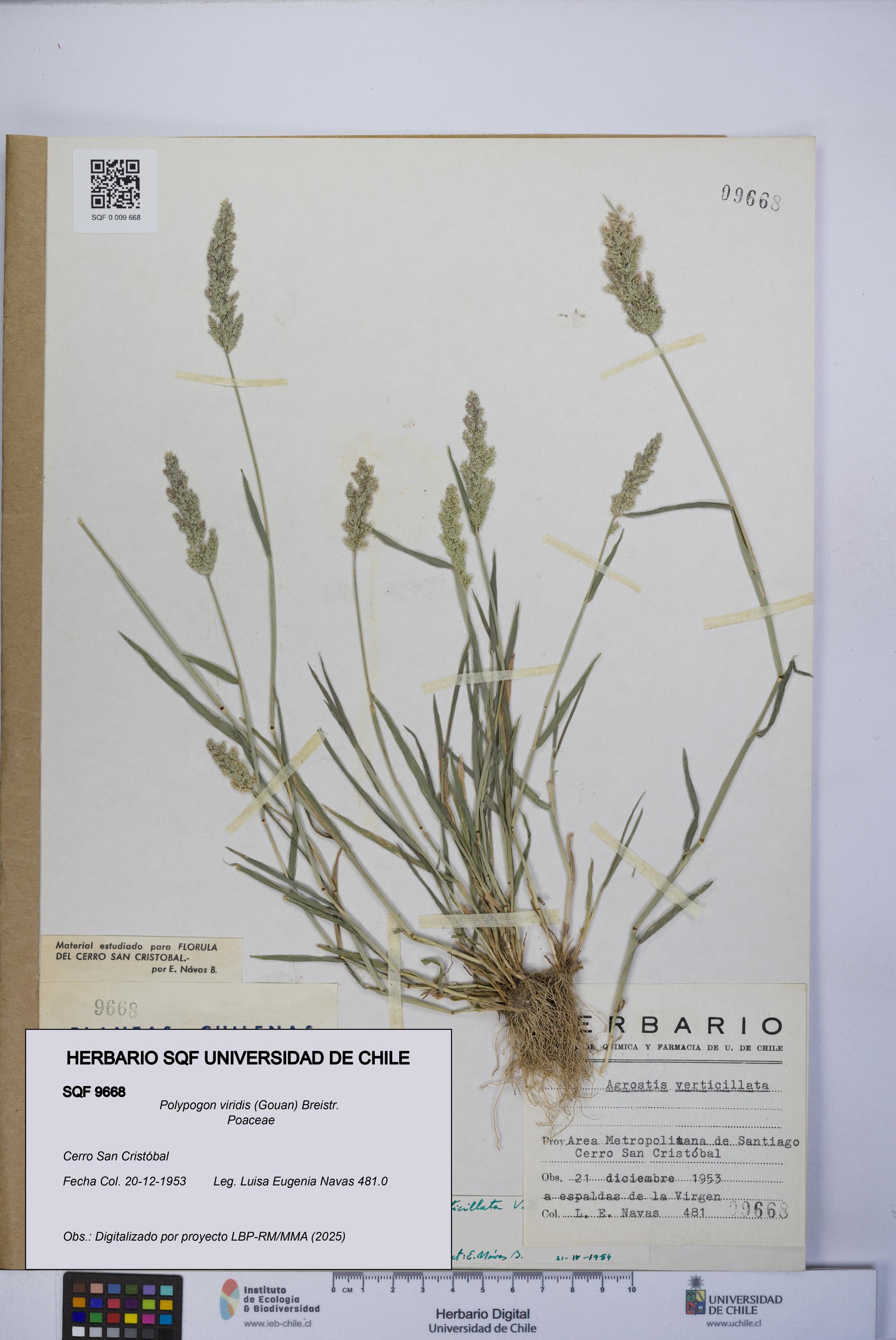 Polypogon viridis [Espécimen: UCH:SQF:0009668]