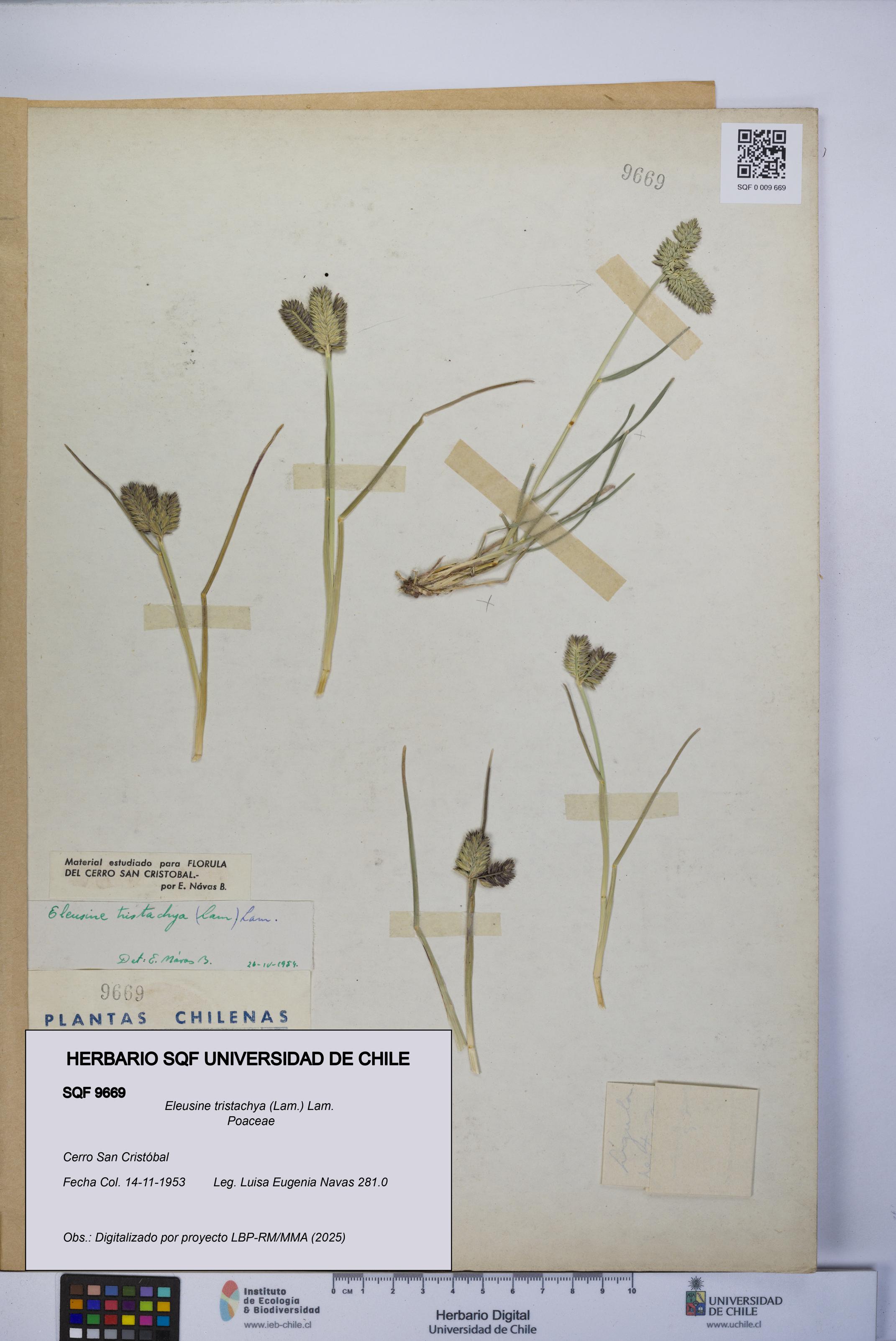 Eleusine tristachya [Espécimen: UCH:SQF:0009669]