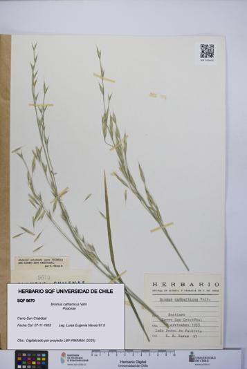 Bromus catharticus [Espécimen: UCH:SQF:0009670]