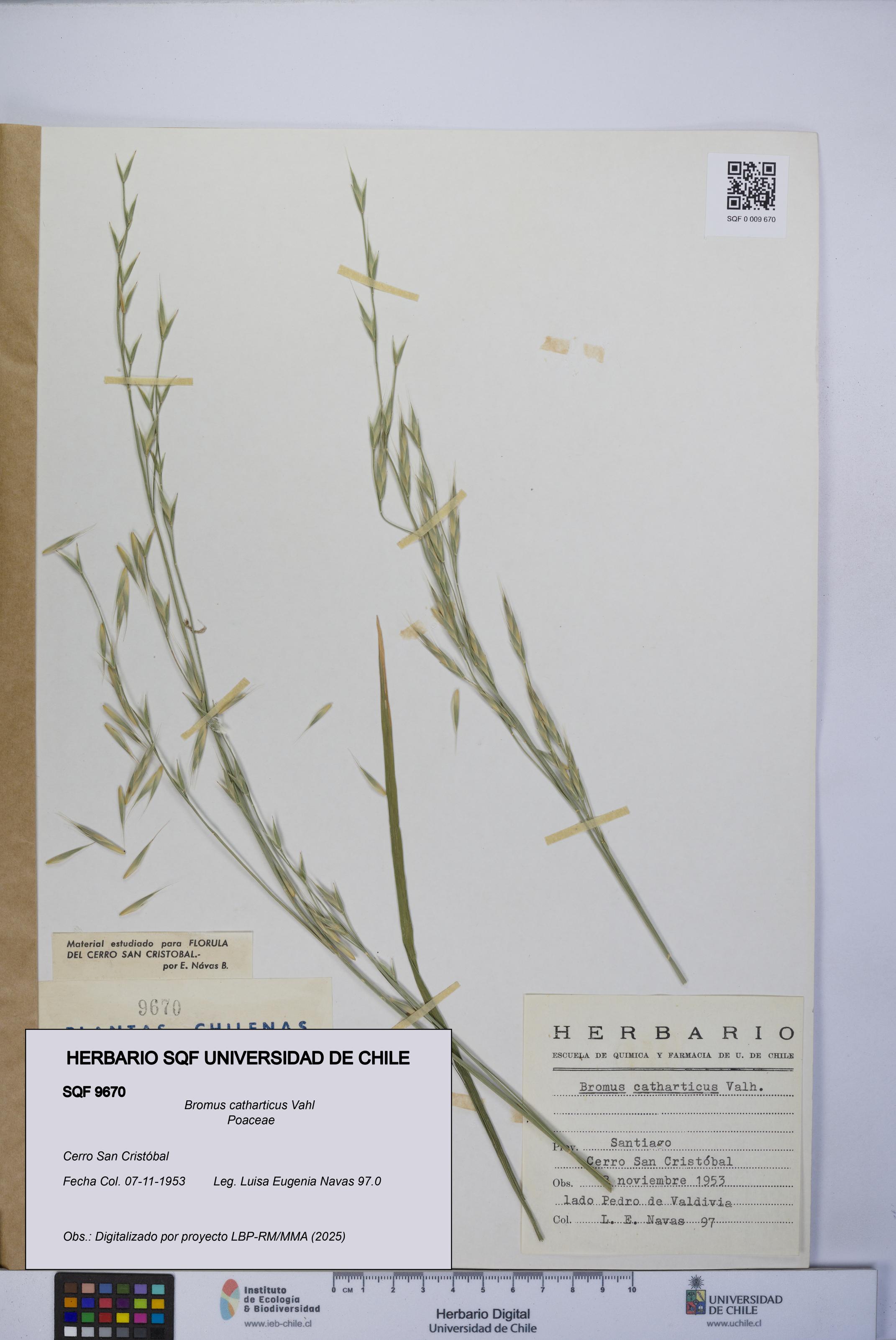 Bromus catharticus [Espécimen: UCH:SQF:0009670]