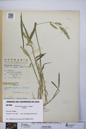Echinochloa crus-galli [Espécimen: UCH:SQF:0009682]