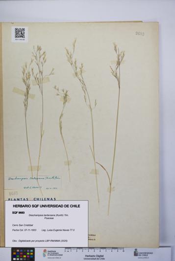 Deschampsia berteroana [Espécimen: UCH:SQF:0009683]