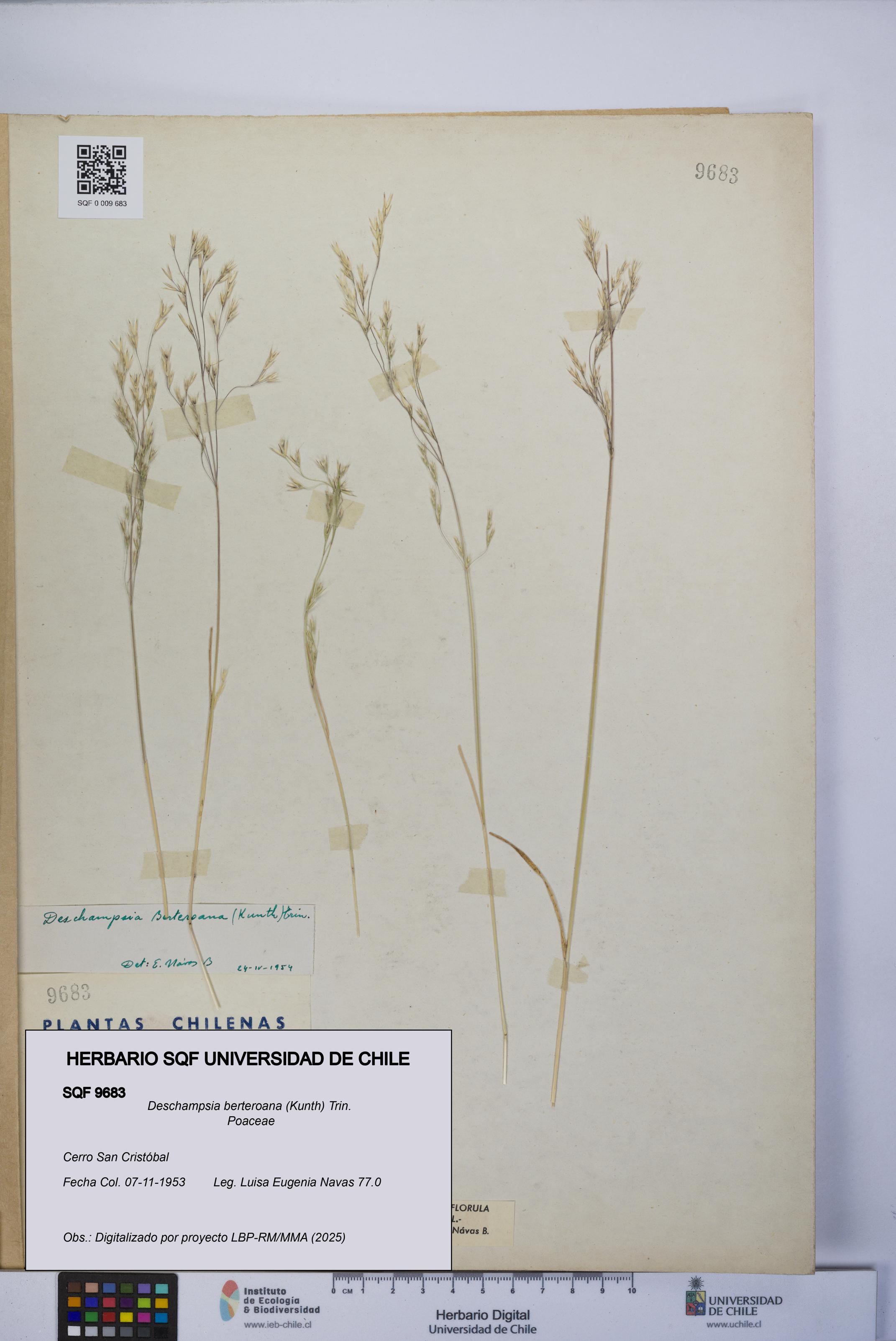 Deschampsia berteroana [Espécimen: UCH:SQF:0009683]