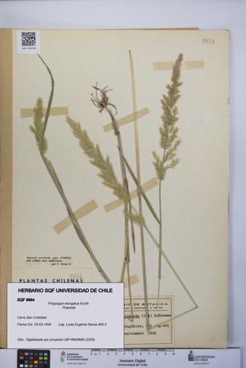 Polypogon elongatus [Espécimen: UCH:SQF:0009684]