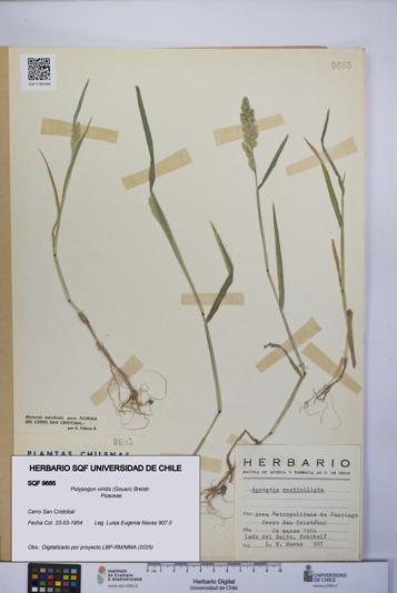 Polypogon viridis [Espécimen: UCH:SQF:0009685]