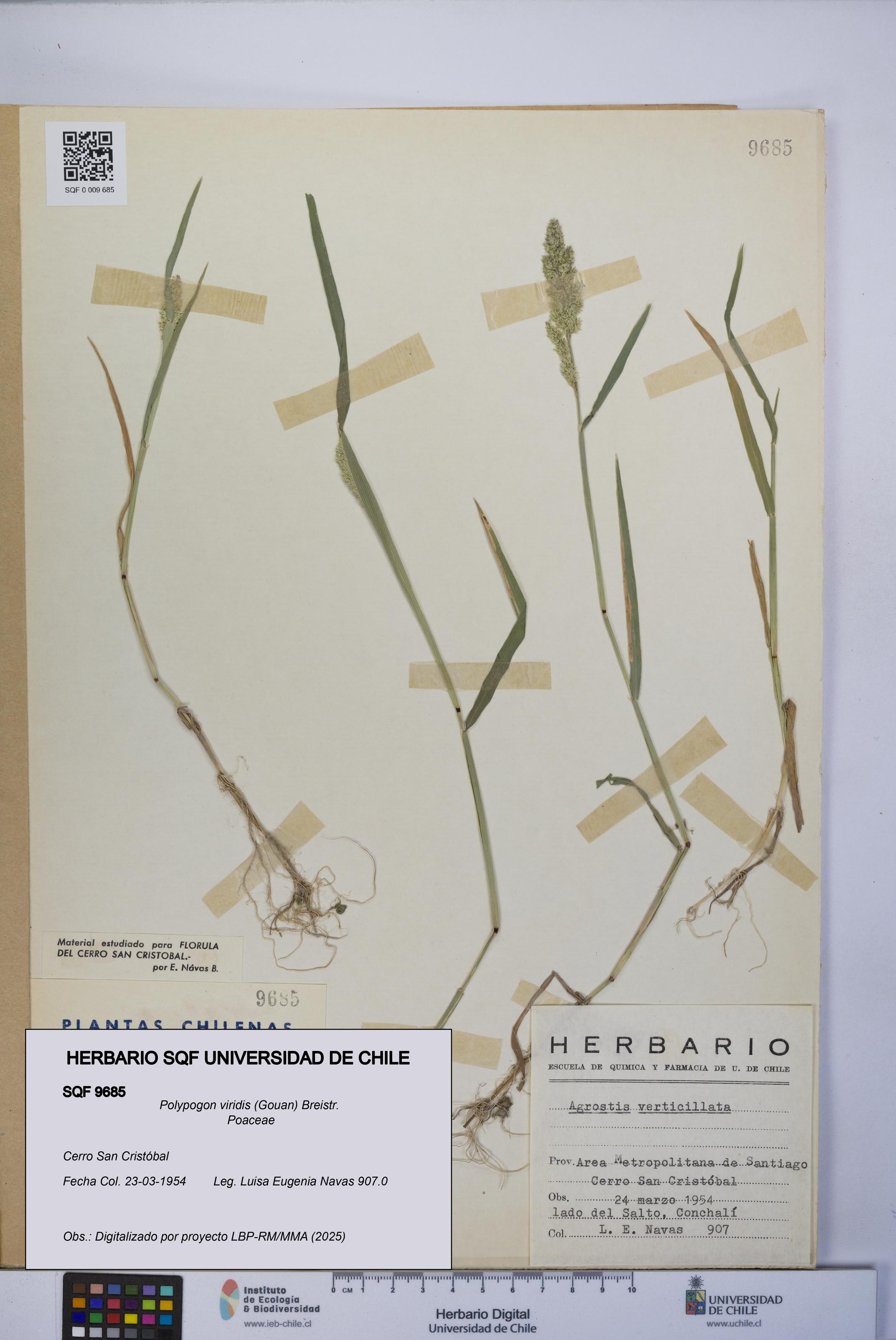 Polypogon viridis [Espécimen: UCH:SQF:0009685]