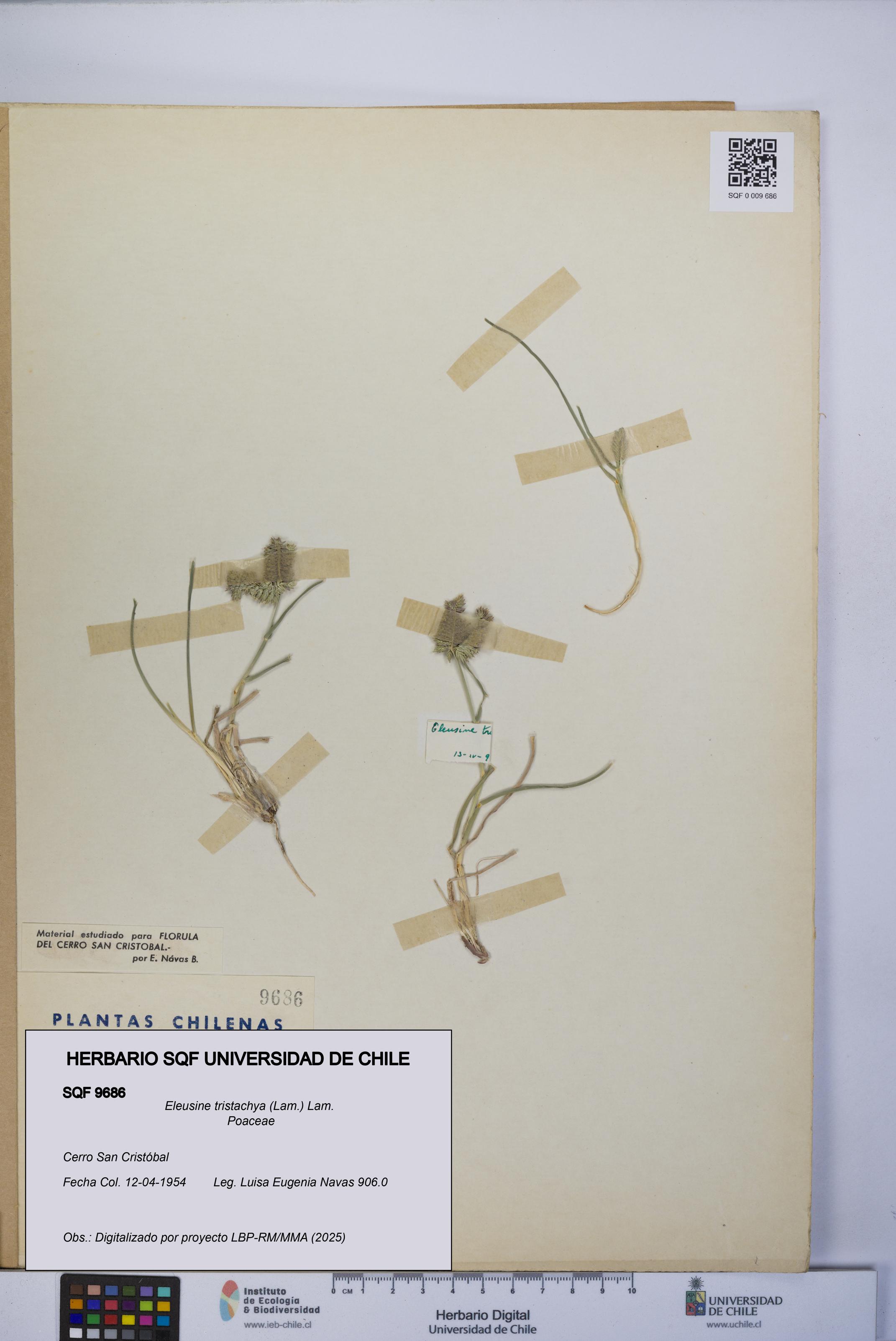 Eleusine tristachya [Espécimen: UCH:SQF:0009686]