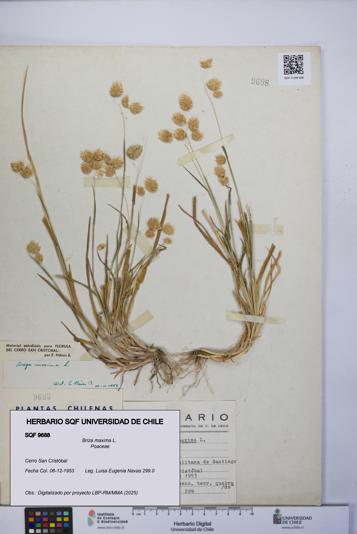 Briza maxima [Espécimen: UCH:SQF:0009688]