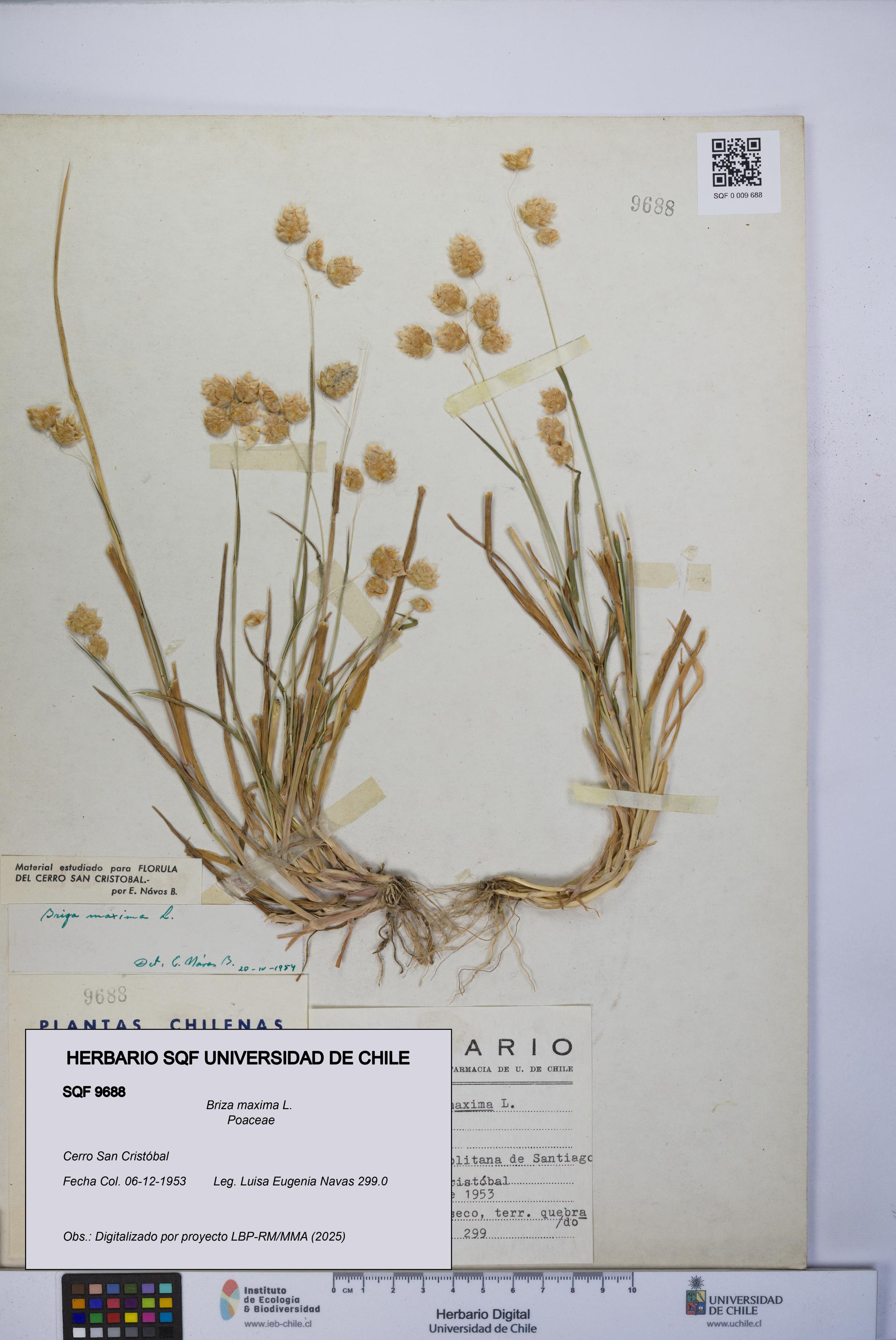 Briza maxima [Espécimen: UCH:SQF:0009688]