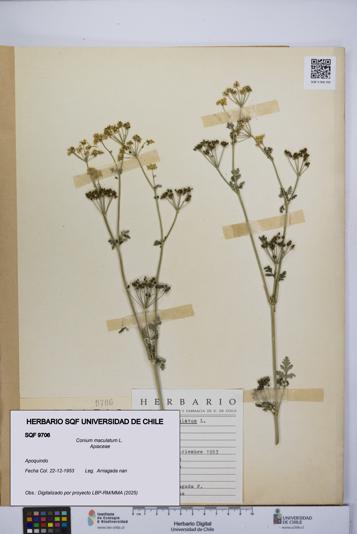 Conium maculatum [Espécimen: UCH:SQF:0009706]