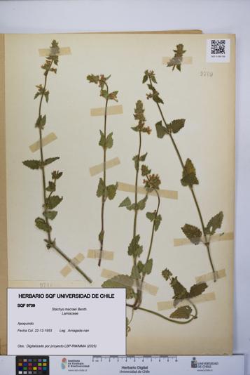 Stachys macraei [Espécimen: UCH:SQF:0009709]