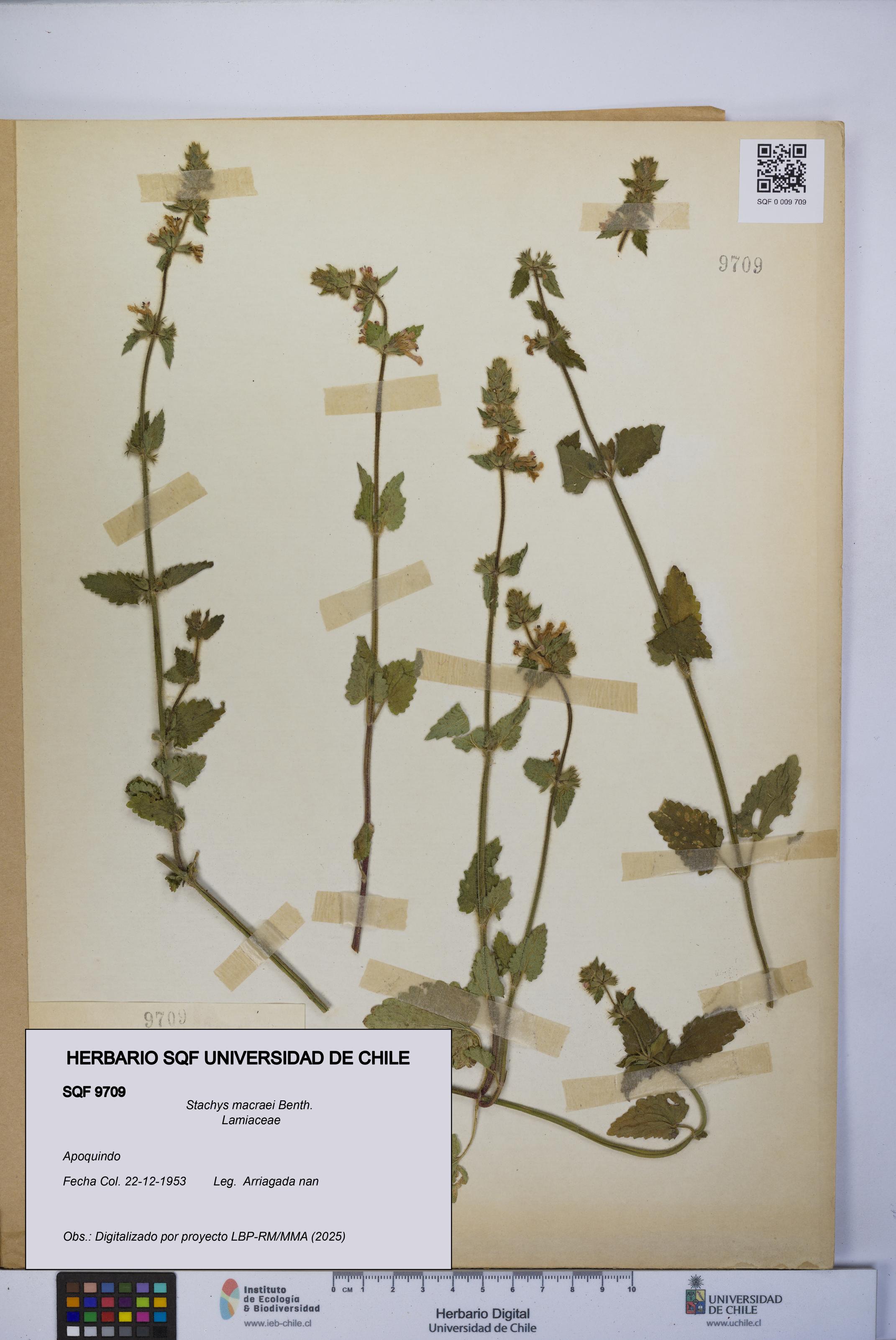 Stachys macraei [Espécimen: UCH:SQF:0009709]