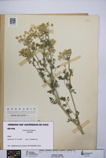 Conium maculatum [Espécimen: UCH:SQF:0009736]