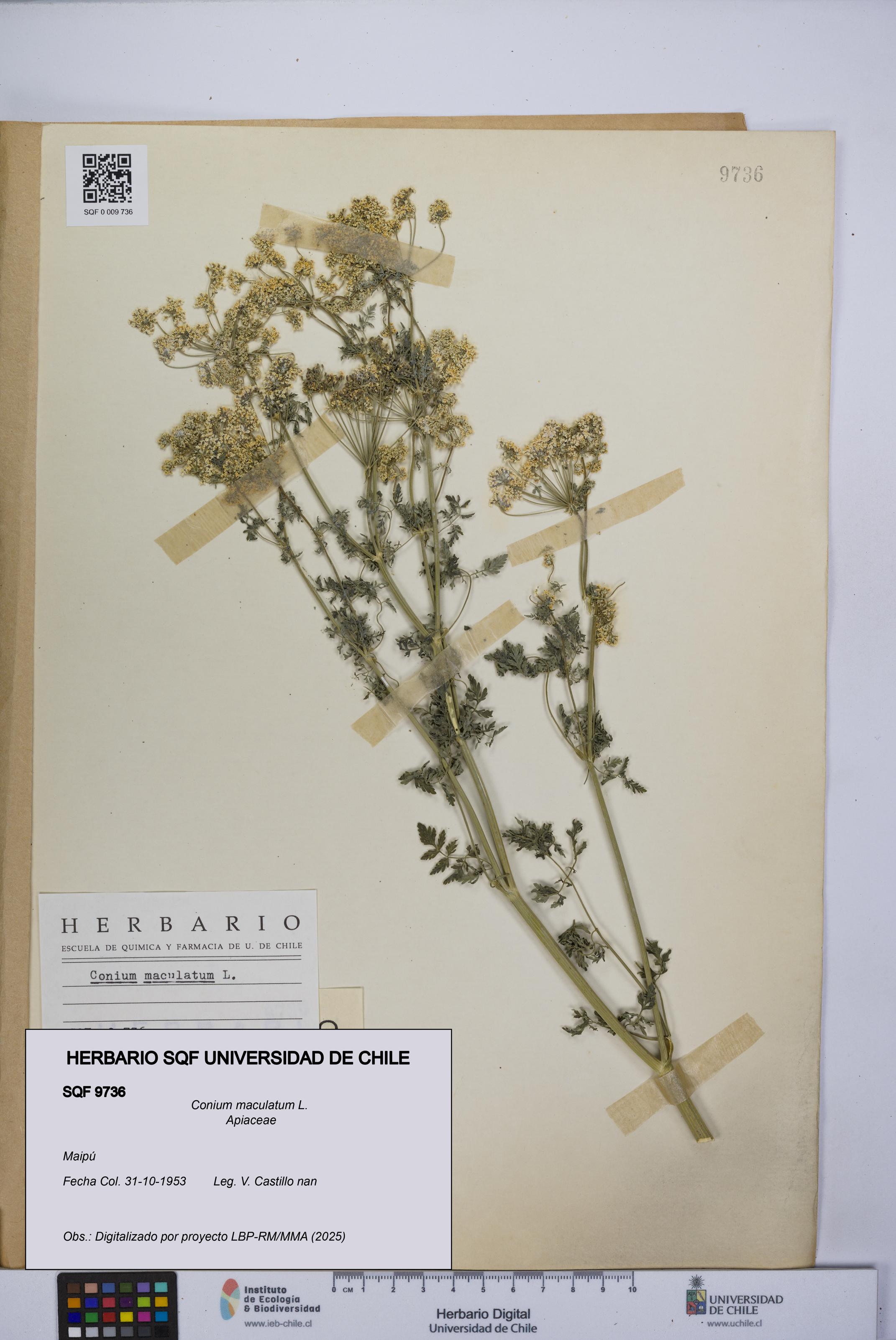 Conium maculatum [Espécimen: UCH:SQF:0009736]