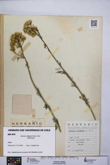Senecio bridgesii [Espécimen: UCH:SQF:0009737]