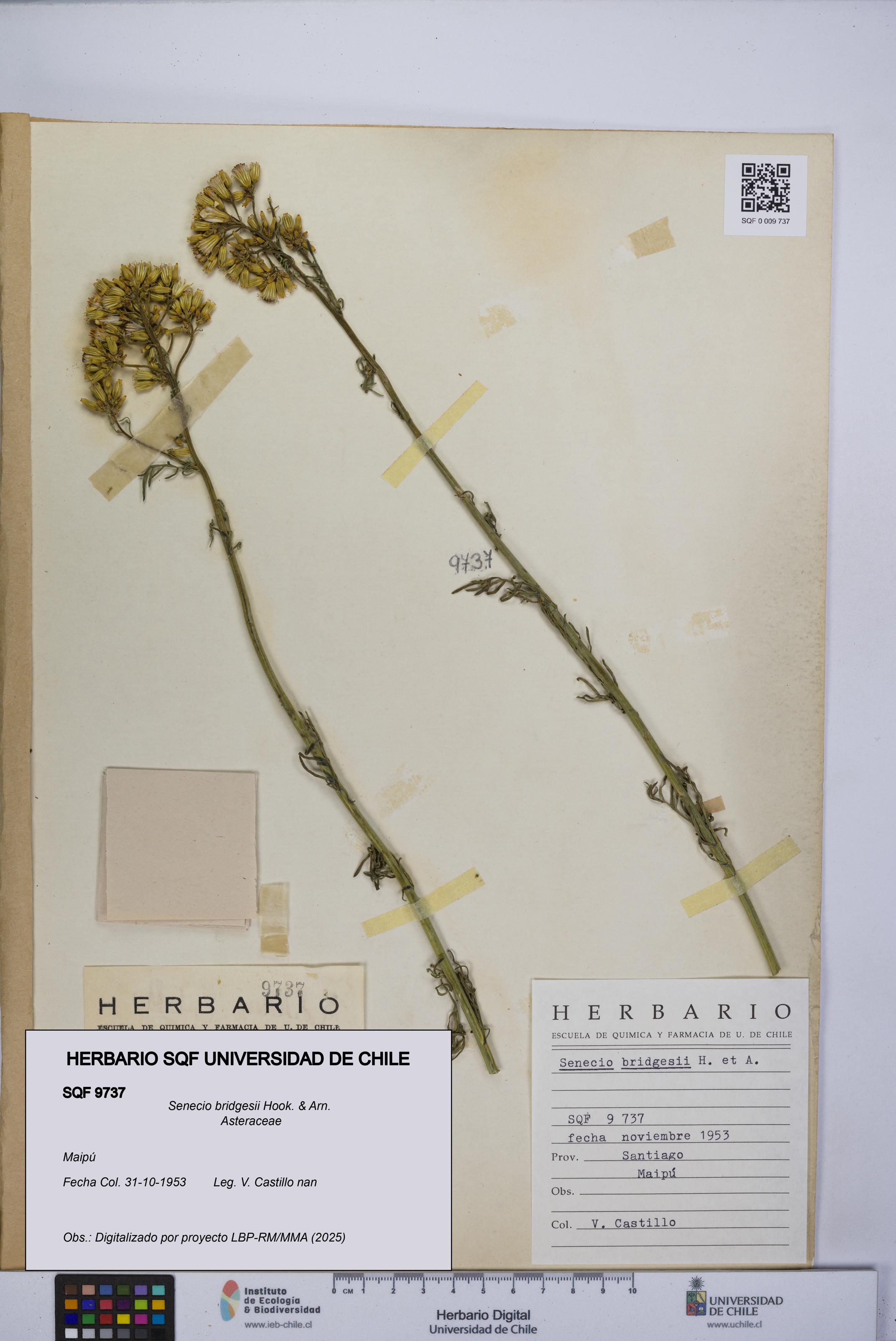 Senecio bridgesii [Espécimen: UCH:SQF:0009737]