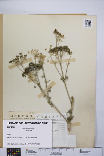 Conium maculatum [Espécimen: UCH:SQF:0009739]