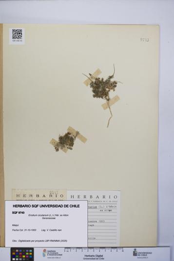 Erodium cicutarium [Espécimen: UCH:SQF:0009743]