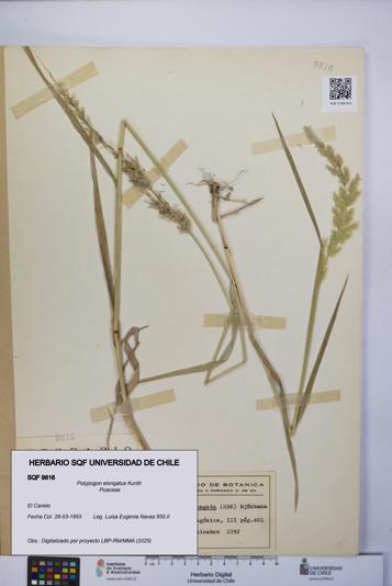 Polypogon elongatus [Espécimen: UCH:SQF:0009816]