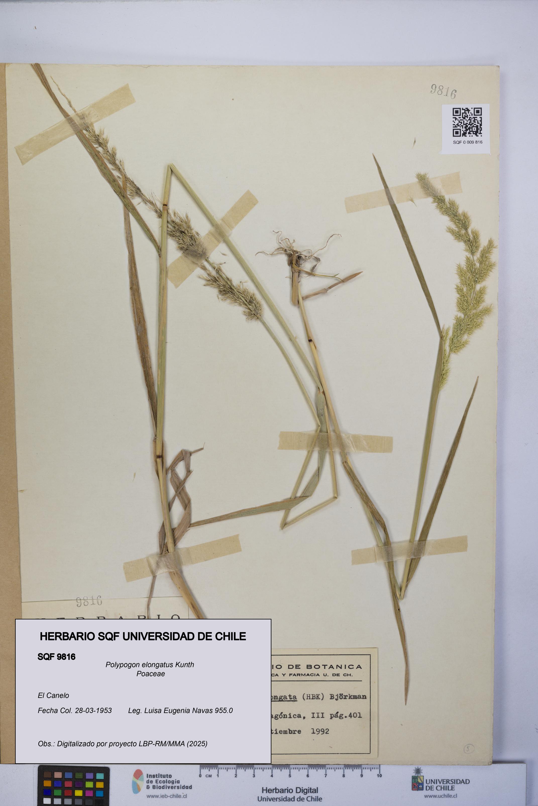 Polypogon elongatus [Espécimen: UCH:SQF:0009816]