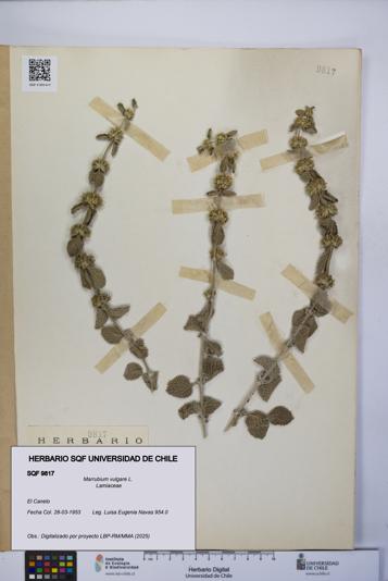 Marrubium vulgare [Espécimen: UCH:SQF:0009817]