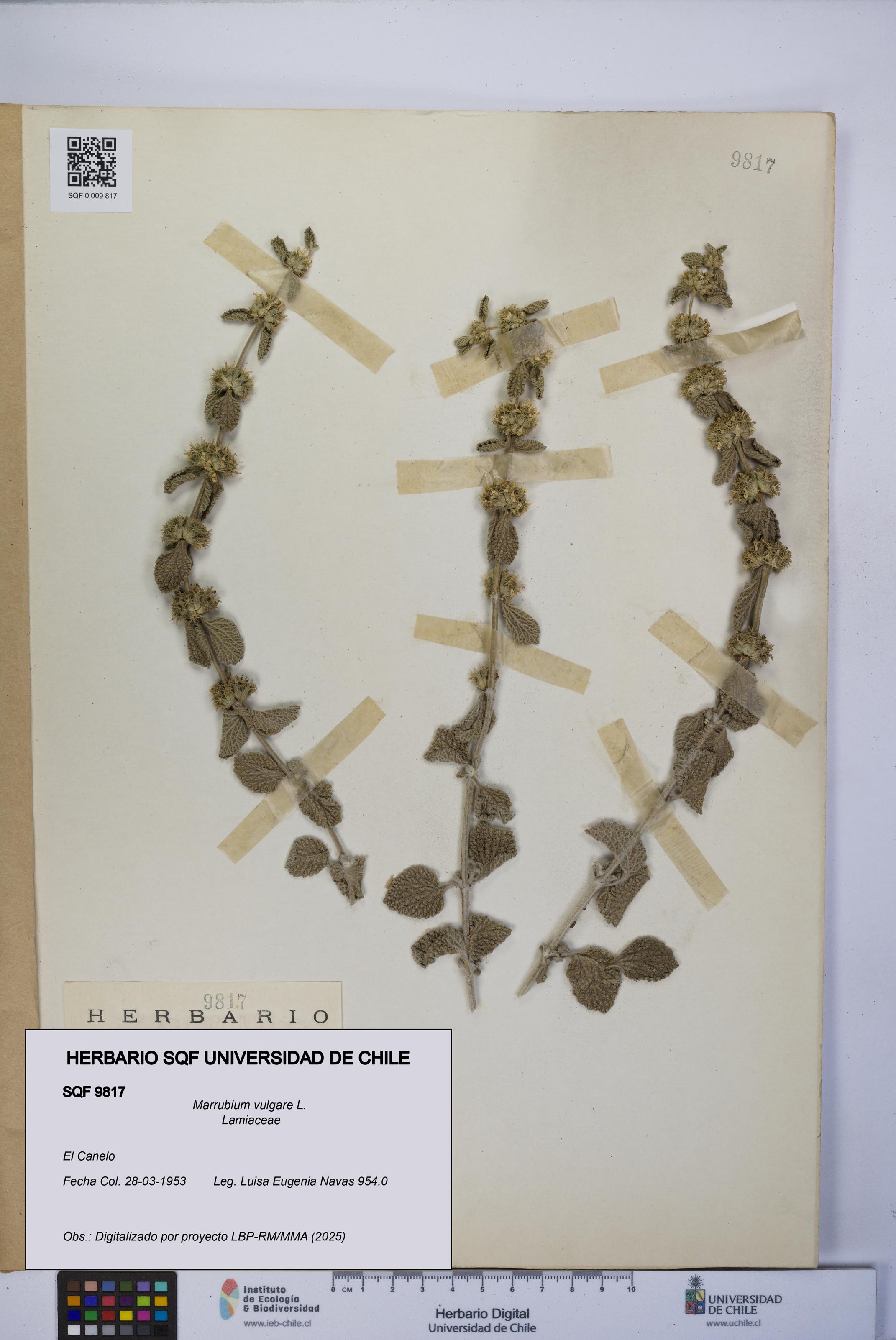 Marrubium vulgare [Espécimen: UCH:SQF:0009817]