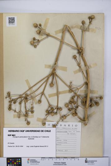 Eryngium paniculatum [Espécimen: UCH:SQF:0009821]