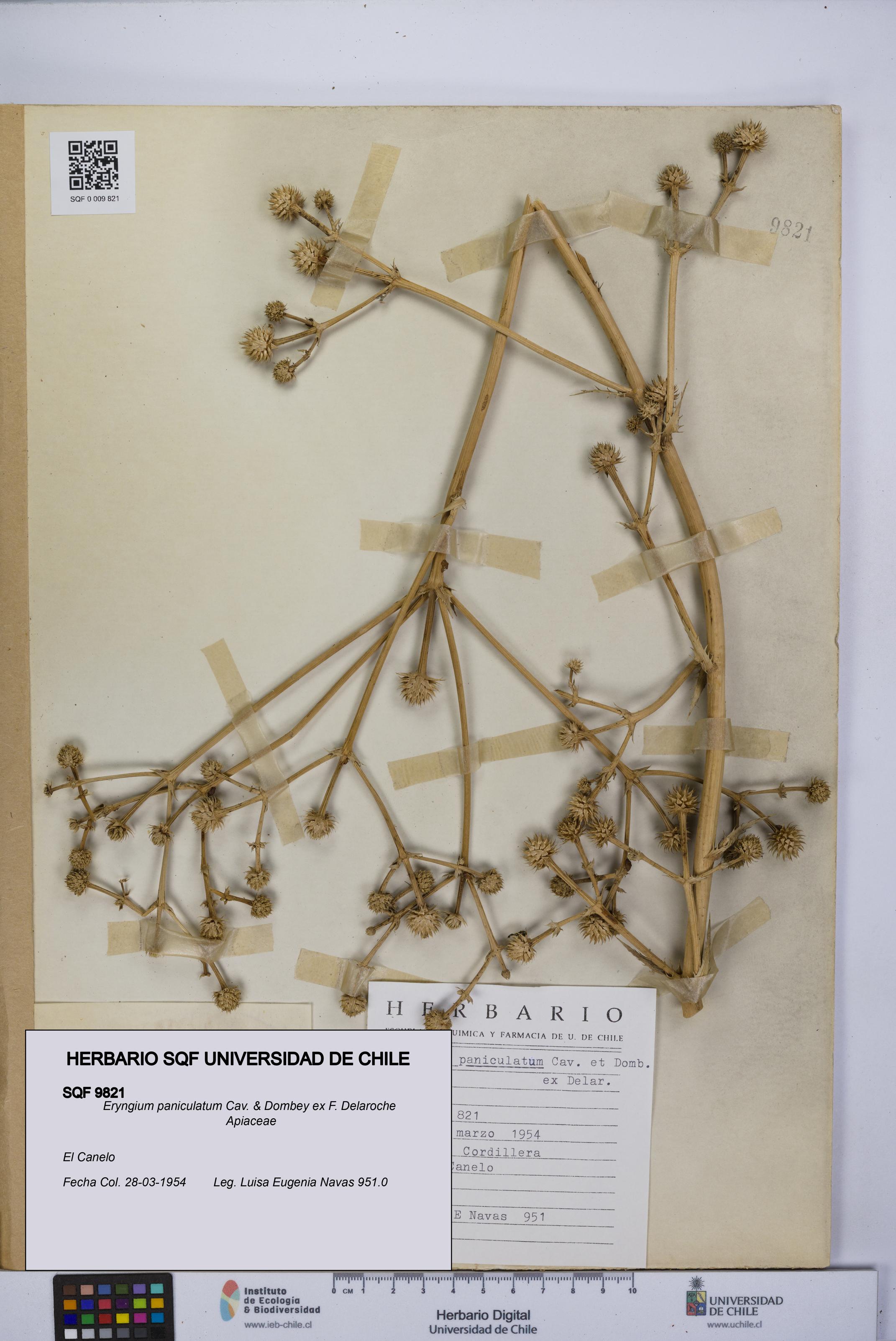 Eryngium paniculatum [Espécimen: UCH:SQF:0009821]