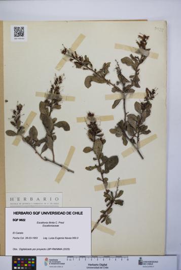 Escallonia illinita [Espécimen: UCH:SQF:0009822]