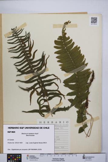 Blechnum hastatum [Espécimen: UCH:SQF:0009823]