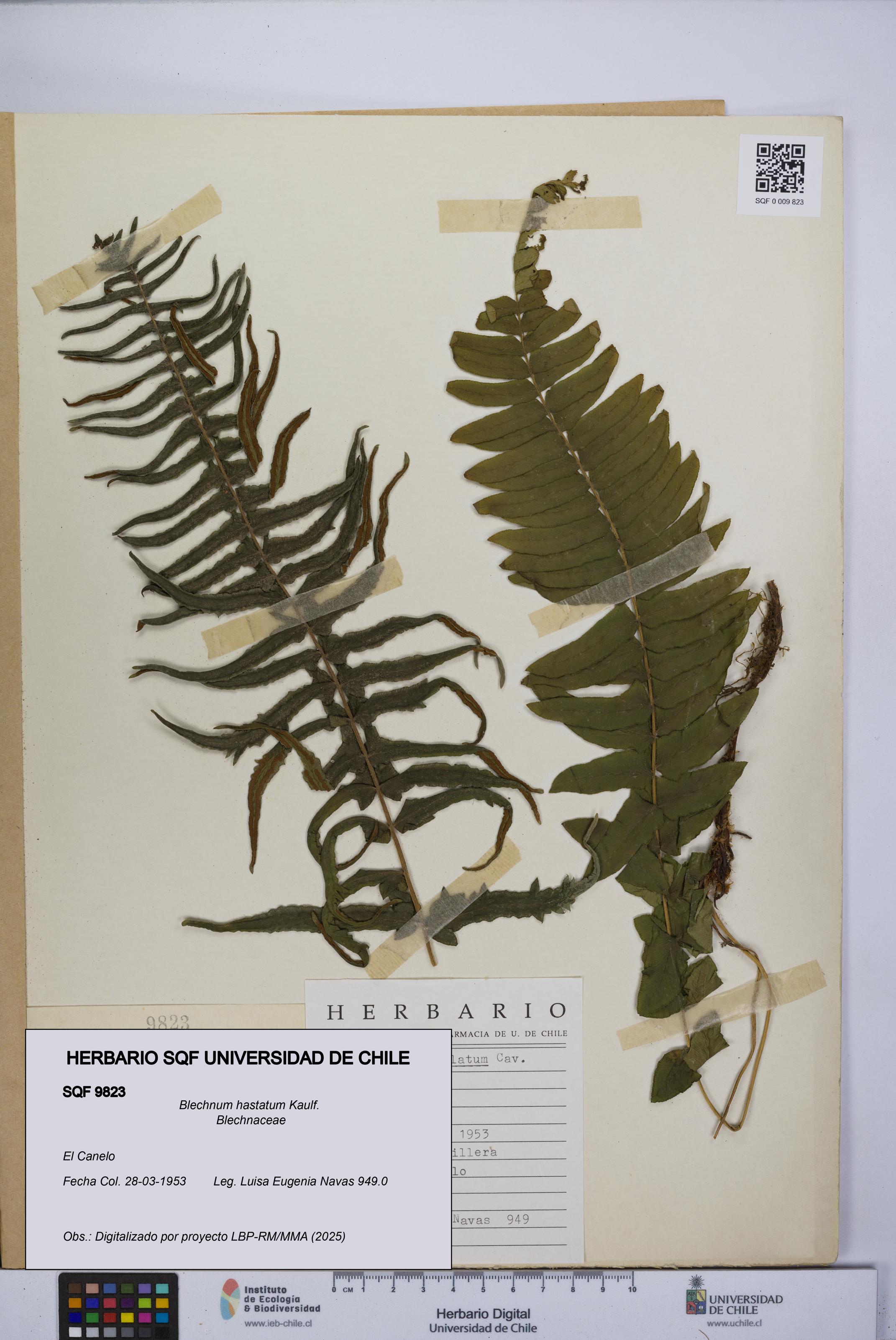 Blechnum hastatum [Espécimen: UCH:SQF:0009823]