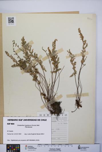Cheilanthes hypoleuca [Espécimen: UCH:SQF:0009824]