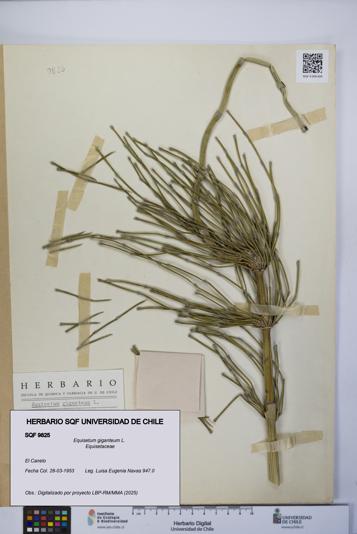 Equisetum giganteum [Espécimen: UCH:SQF:0009825]