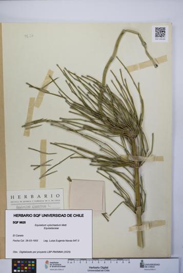 Equisetum xylochaetum [Espécimen: UCH:SQF:0009825]