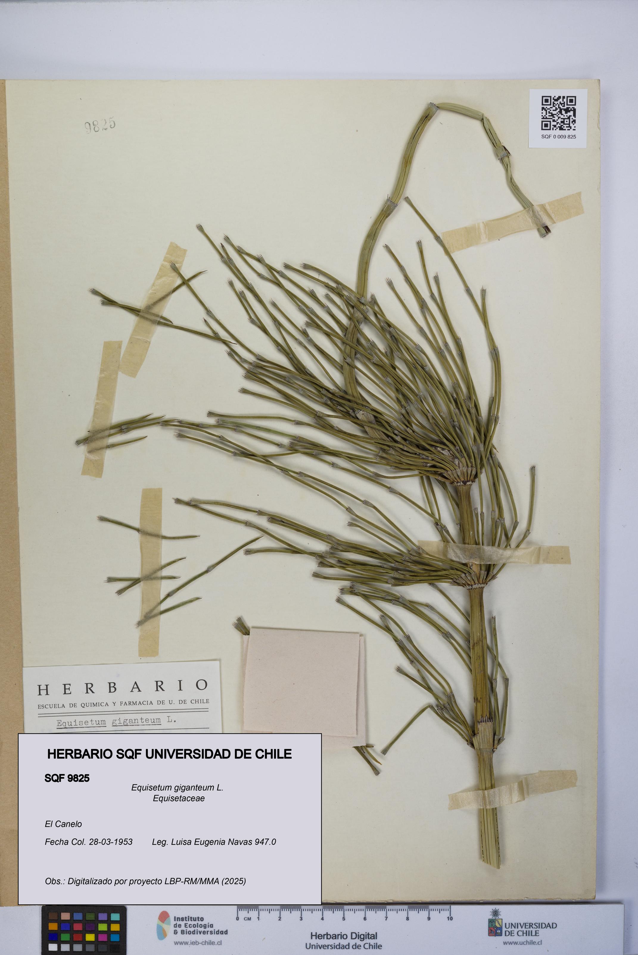 Equisetum giganteum [Espécimen: UCH:SQF:0009825]