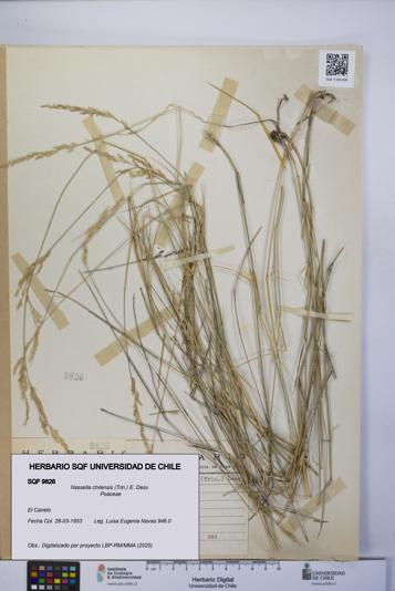 Nassella chilensis [Espécimen: UCH:SQF:0009826]