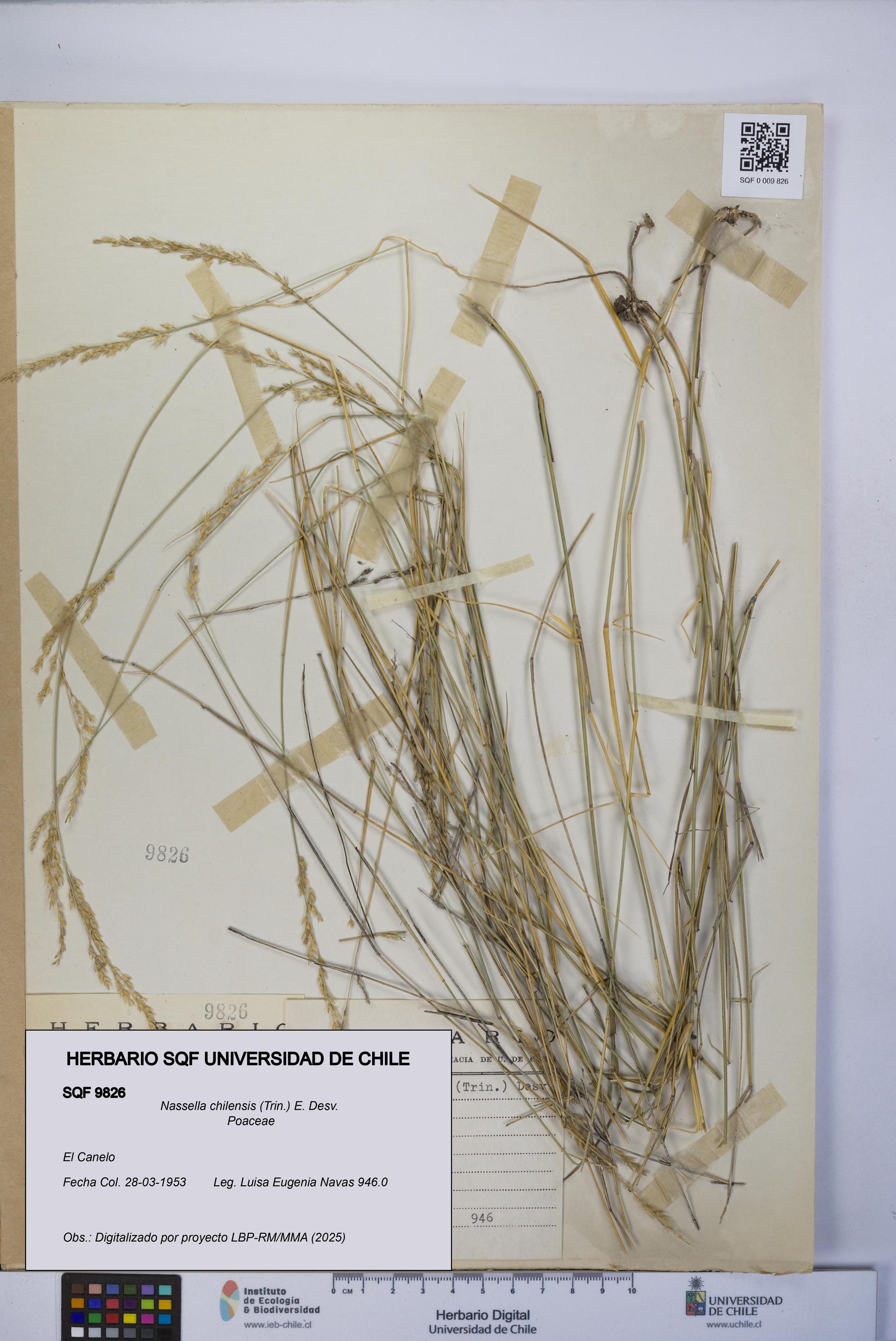 Nassella chilensis [Espécimen: UCH:SQF:0009826]