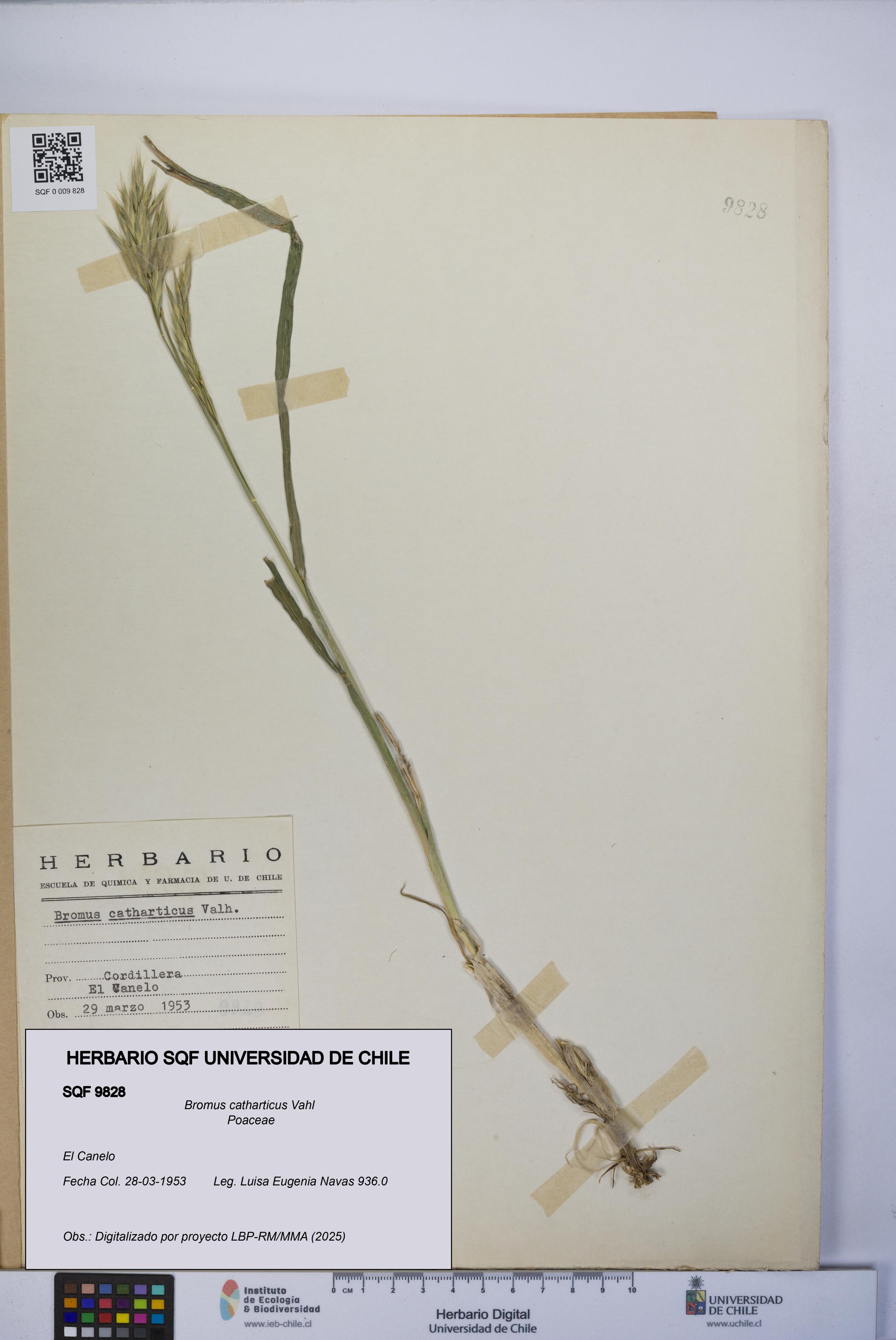 Bromus catharticus [Espécimen: UCH:SQF:0009828]