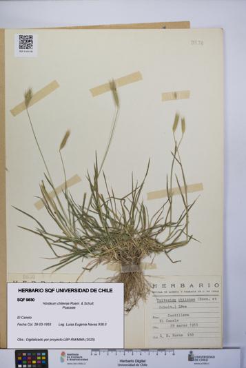 Hordeum chilense [Espécimen: UCH:SQF:0009830]
