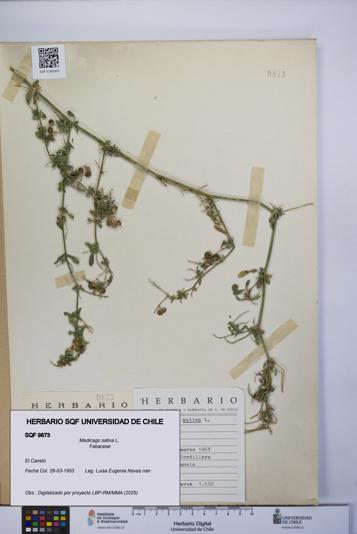 Medicago sativa [Espécimen: UCH:SQF:0009873]