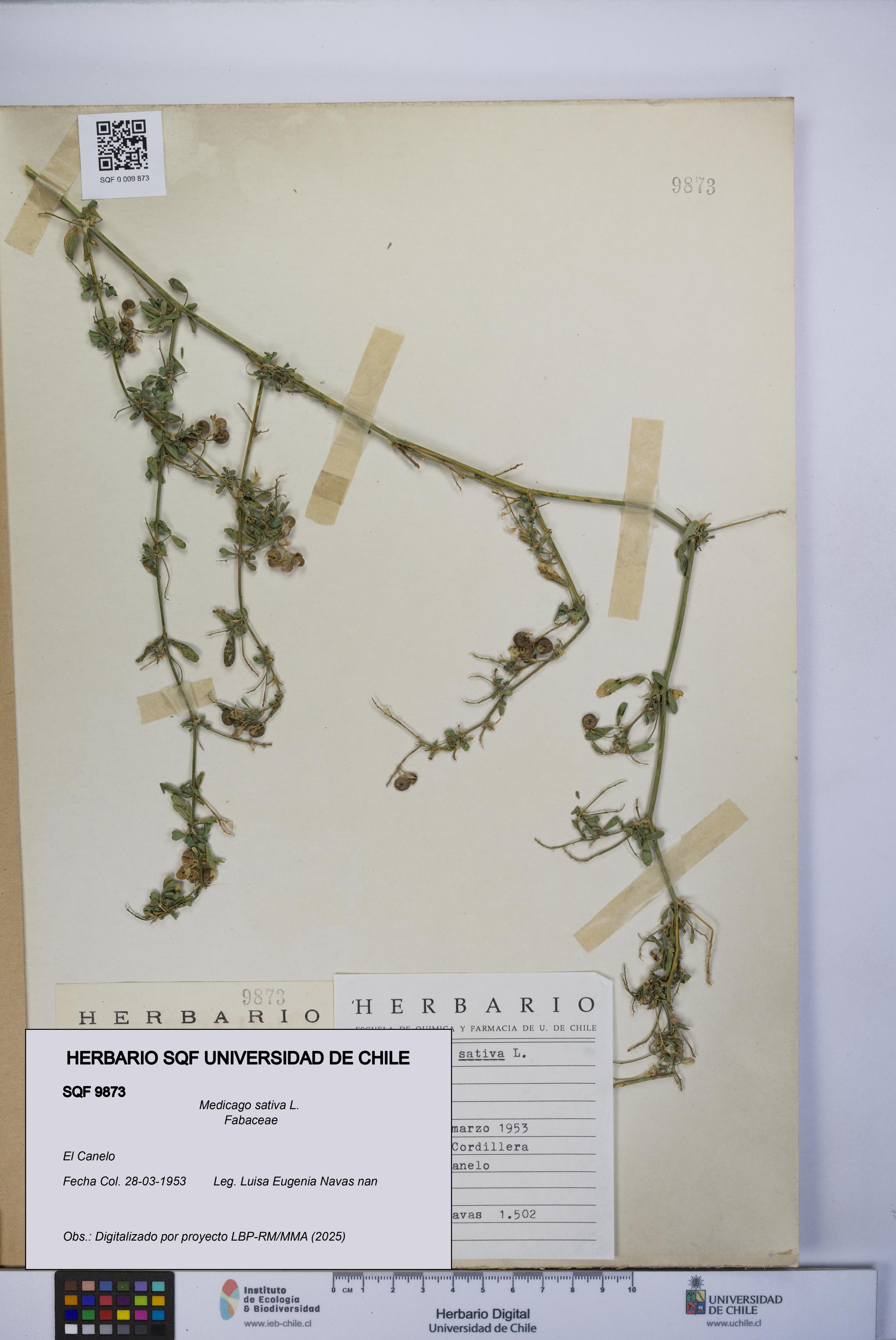 Medicago sativa [Espécimen: UCH:SQF:0009873]