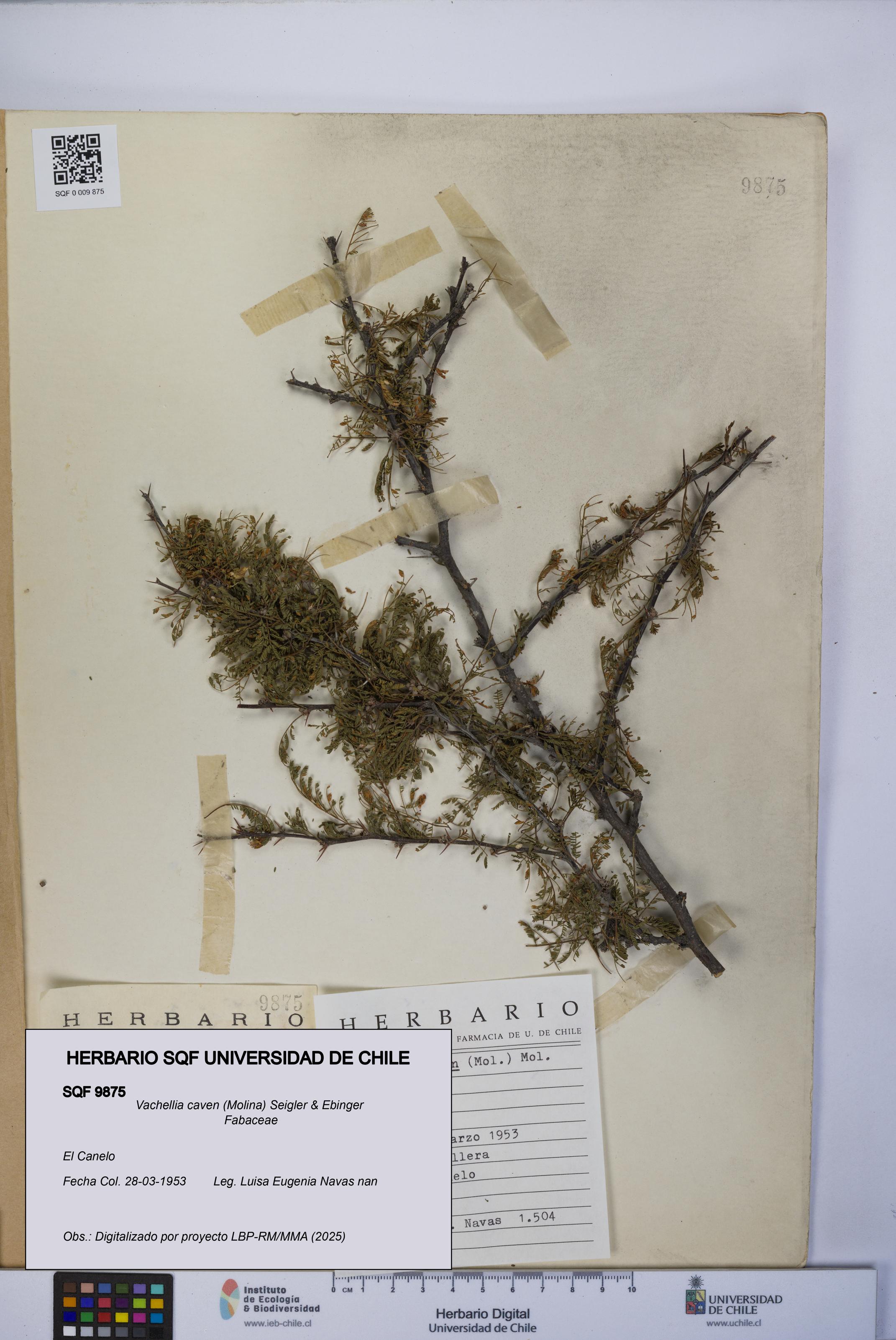 Vachellia caven [Espécimen: UCH:SQF:0009875]