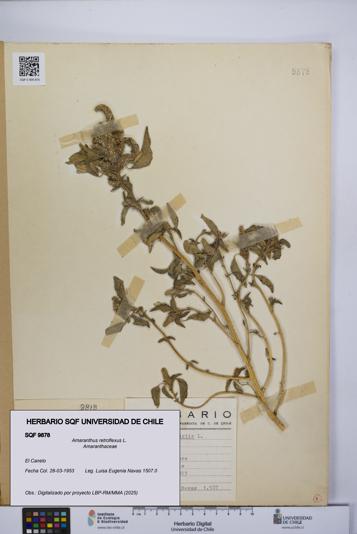 Amaranthus retroflexus [Espécimen: UCH:SQF:0009878]