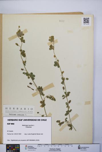 Medicago lupulina [Espécimen: UCH:SQF:0009882]