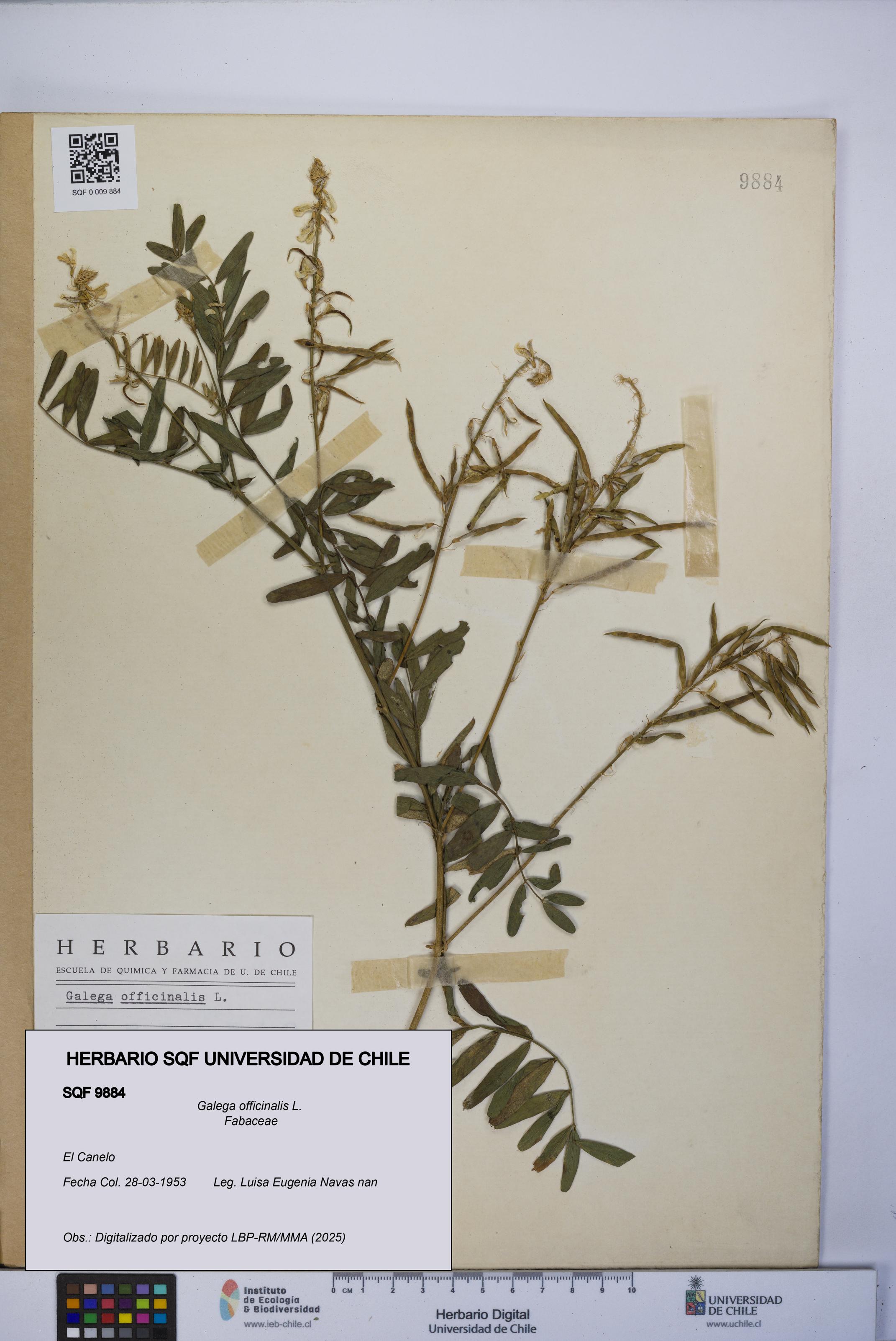 Galega officinalis [Espécimen: UCH:SQF:0009884]