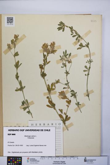 Medicago sativa [Espécimen: UCH:SQF:0009885]