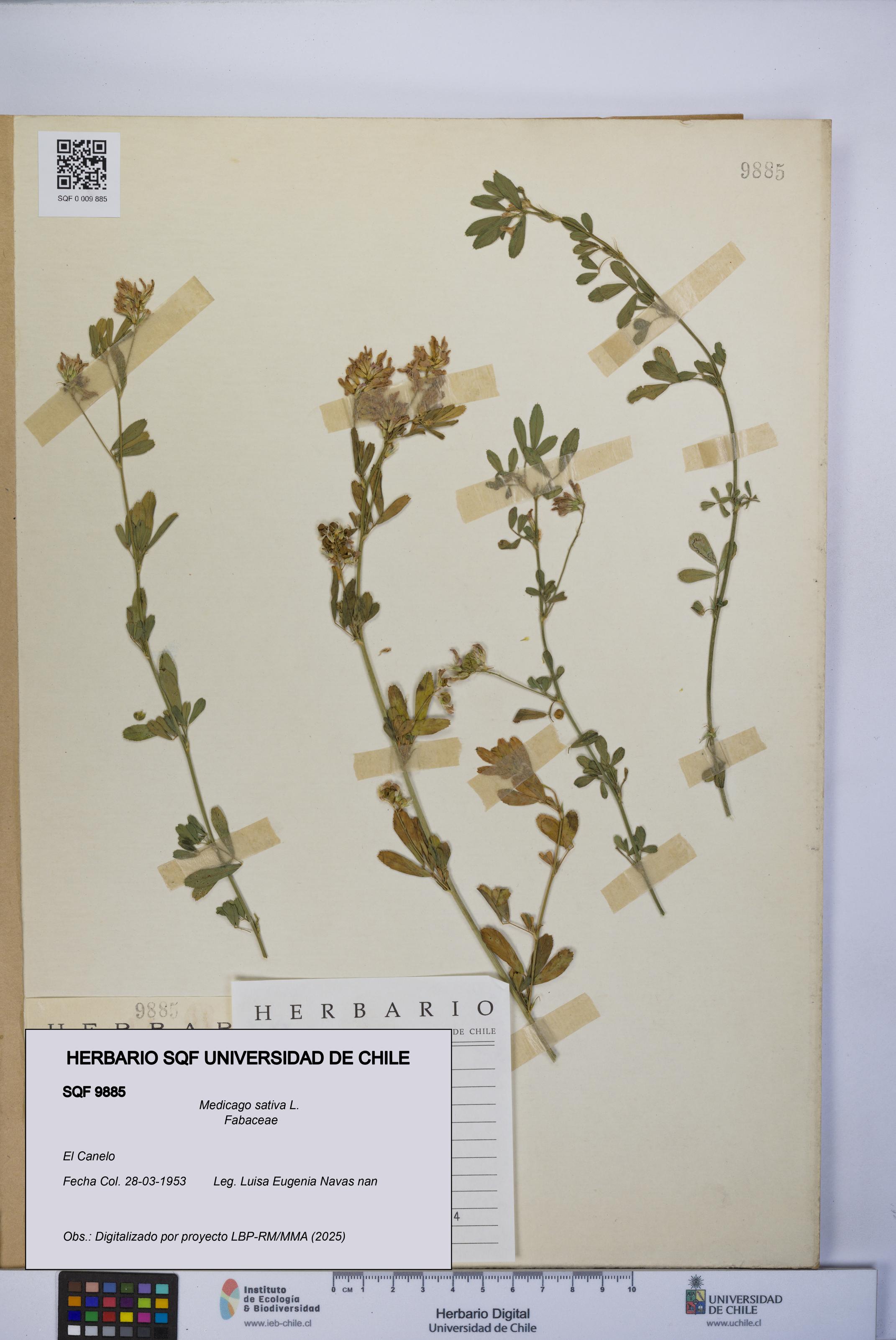Medicago sativa [Espécimen: UCH:SQF:0009885]