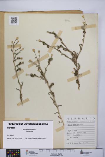 Madia sativa [Espécimen: UCH:SQF:0009893]